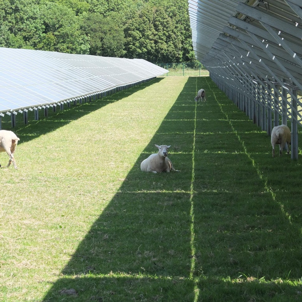 Benefits of Agrivoltaics and 5 real-life examples of successful implementations