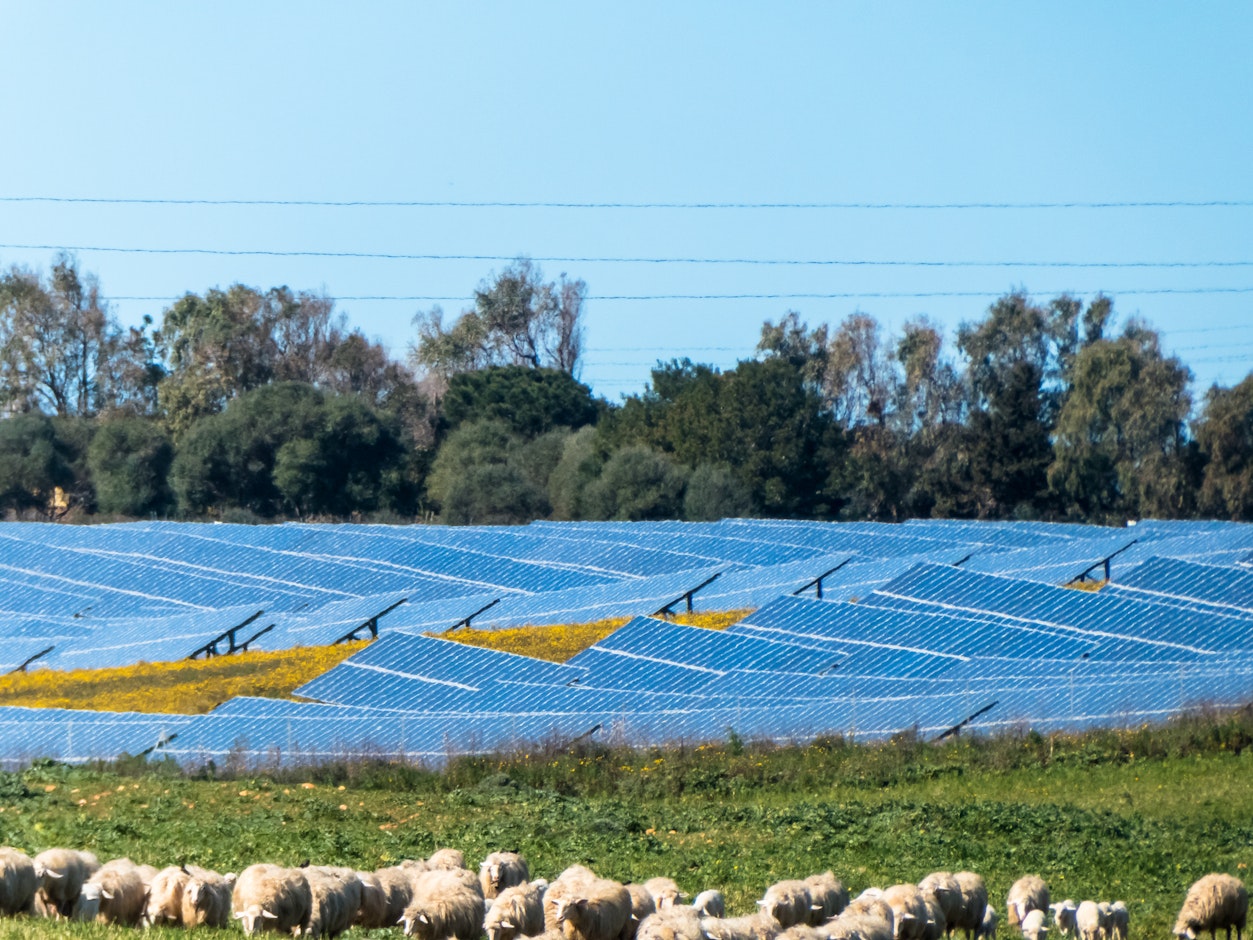 photovoltaic-panels-near-sheep-pasture