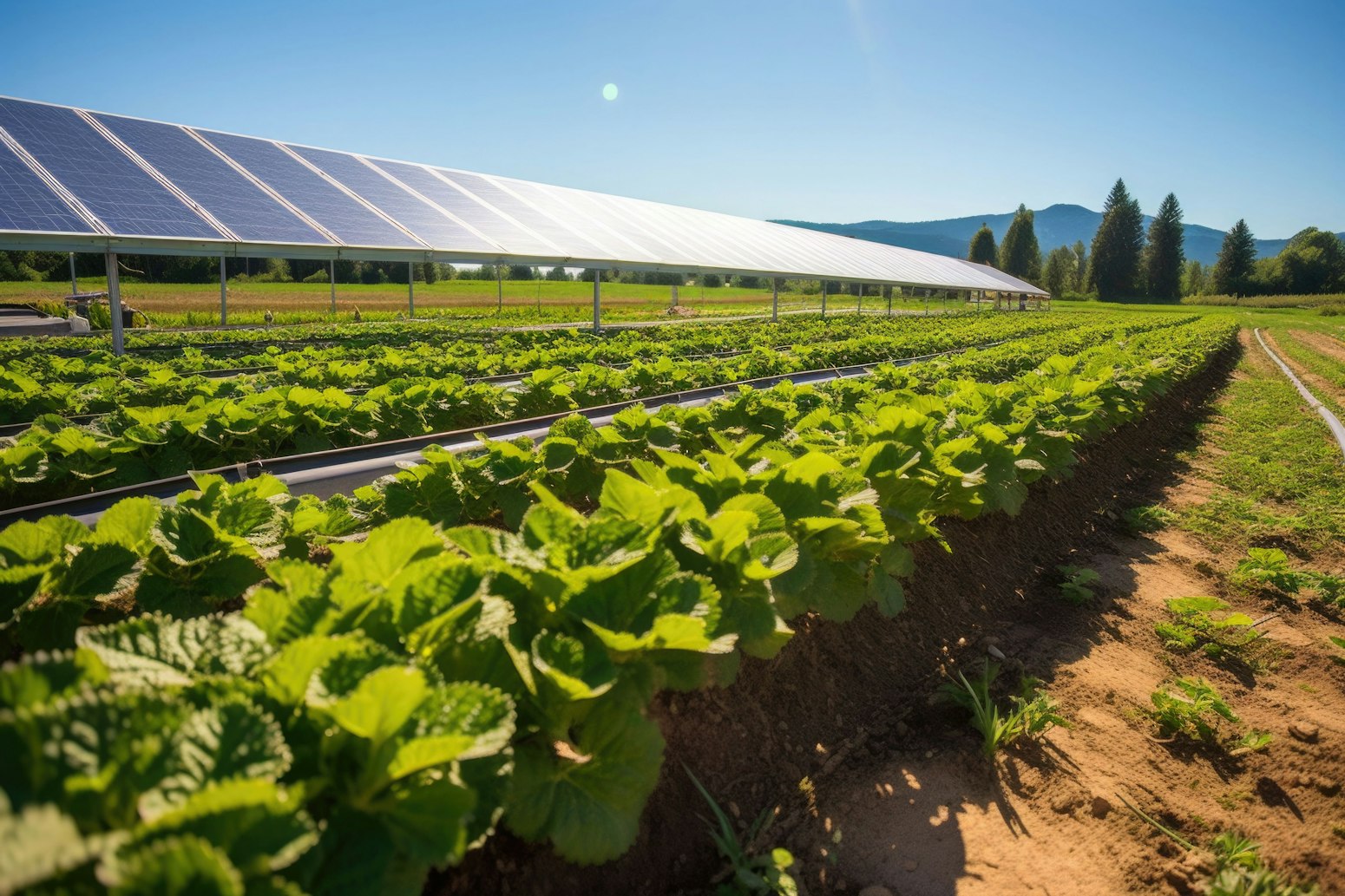 Agri-PV projects  From planning to layouts and market opportunities